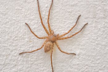 Effective Strategies for Spider Extermination: Professional Arachnid Control Solutions