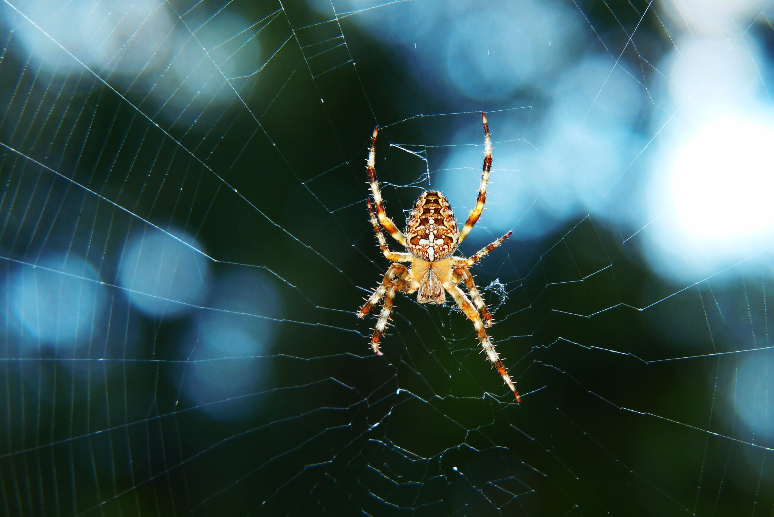 Extermination araignees: contrôle des arachnides par des professionnels